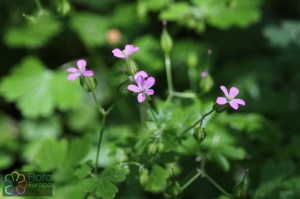 geranium lucidum (1).jpg